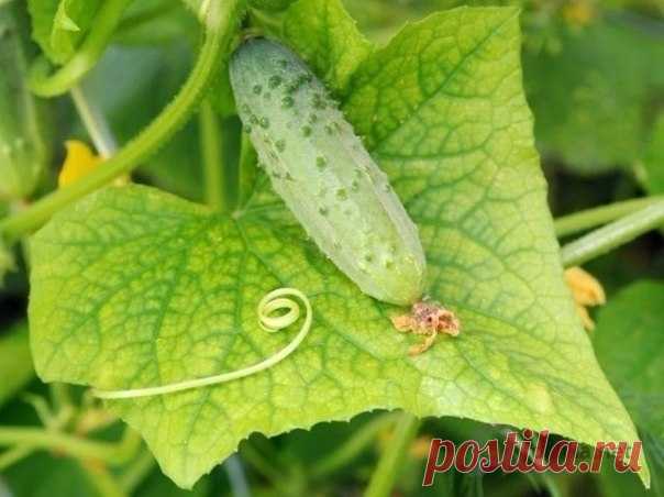 сад, огород, дача, дом | Записи в рубрике сад, огород, дача, дом | Дневник Галина_Ледкова