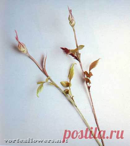 Маленькие бутоны для розы в японской технике цветоделия. Часть 2 | Vortex Flowers
