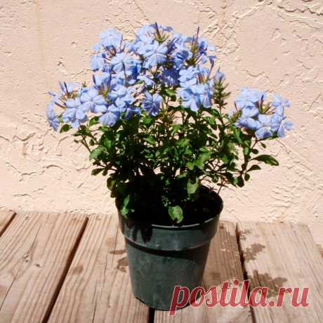 Комнатное растение Свинчатка (Plumbago). В старину считали, что растение может служить противоядием при отравлении свинцом (лат. plumbum), отсюда и возникло название этого кустарника. Свинчатку культивируют ради красивых небесно-голубых цветков, собранных в верхушечные кистевидные соцветия. При выращивании в культуре лиановидным побегам этого растения обычно нужна опора. Весной побеги последнего года рекомендуется обрезать. Родина растения - субтропики Южной Африки.