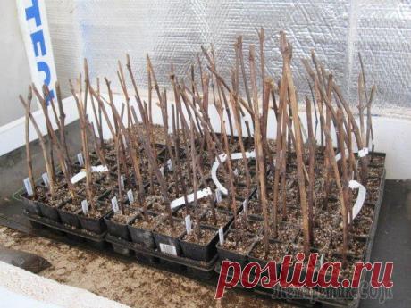 Хранение черенков: как сохранить срезанные черенки до прививки и размножения Многие растения отлично переносят черенкование и размножаются черенками. Но есть в этом вопросе и несколько тонкостей. Чтобы получить хороший результат, нужно вовремя срезать и правильно хранить матер...