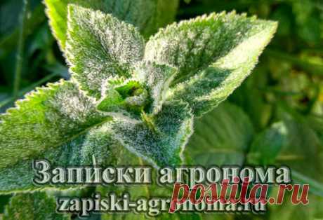 Какие растения отпугивают комаров &amp;bull; zapiski-agronoma.ru