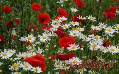 ПРИТЧА НЕДЕЛИ. Что ищешь, то и находишь… | Хвастунишка