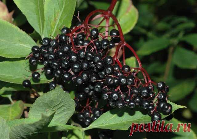 Лечебные свойства и применение бузины
Бузина (Sambucus) – относится к семейству жимолостных, имеет форму кустарника или небольшого дерева, очень редко встречается в виде многолетней травы. Лечебные свойства и применение бузины в медицинской практике обусловлены некоторыми особенностями ее химического состава.   Бузина чёрная, самбук (Sambucus nigra) – это высокий кустарник или низкорослое дерево...
Читай дальше на сайте. Жми подробнее ➡