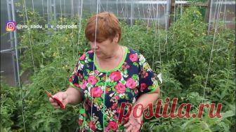 После Этой Подкормки Томаты Просто Усыпаны Плодами!