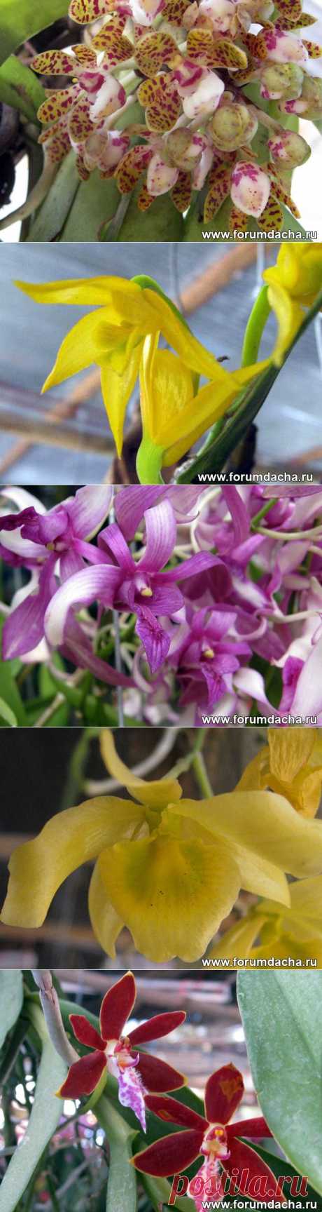 Фото орхидей. Фаленопсис, Ванда, Онцидиум, Дендробиум и ...