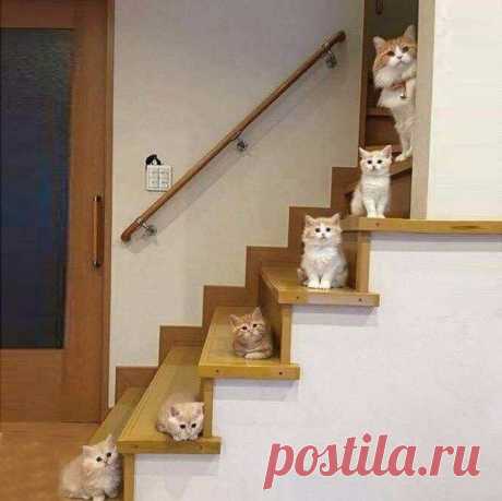 Коты в интерьере