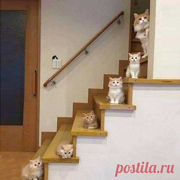Коты в интерьере