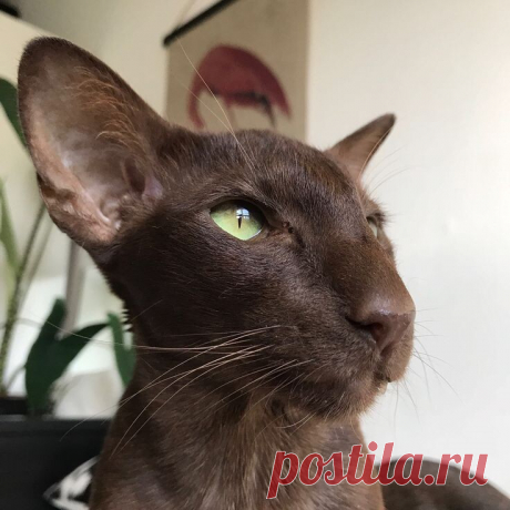 Васо Котидзе)