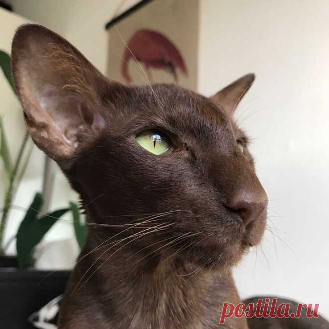 Васо Котидзе)