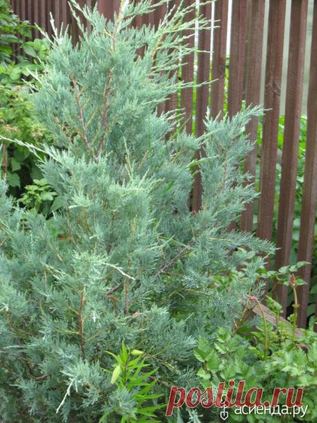 Всесезонное очарование хвойников. Начало / Асиенда.ру