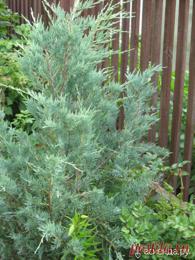 Всесезонное очарование хвойников. Начало / Асиенда.ру