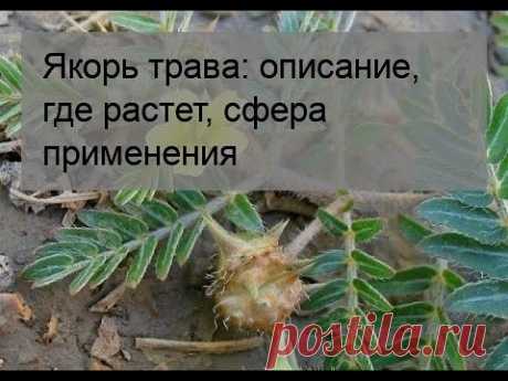 Якорь трава: описание, где растет, сфера применения