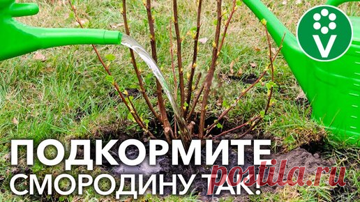 Только Не Навоз! Вот Лучшее Удобрение для смородины и крыжовника весной | Procvetok | Дзен