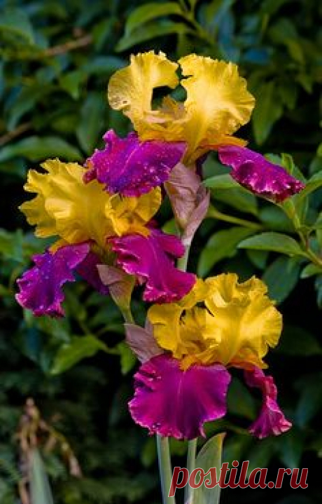 Pretty Pink & Yellow Iris Flowers
