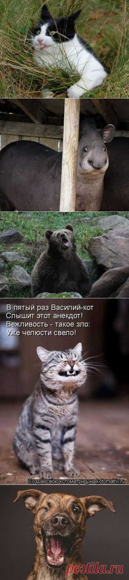 (+1) тема - Неловкий момент нефотогеничности для животных | Четвероногий юмор