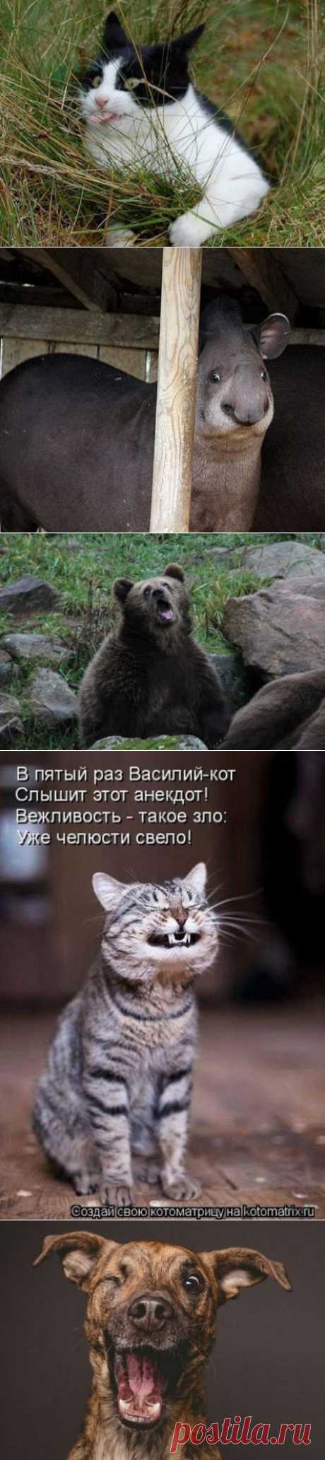 (+1) тема - Неловкий момент нефотогеничности для животных | Четвероногий юмор