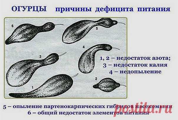 О ЧЕМ ГОВОРЯТ ВАШИ ОГУРЦЫ

Маленькая памятка, которая поможет понять, чего именно не хватает вашим огурчикам.