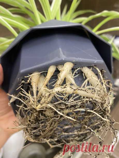 Корни в дренажном отверстии Добрый день! Помогите советом, пожалуйста! Посадила в маленький горшочек несколько деток хлорофитума , это первый мой опыт, они так быстро выросли -