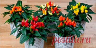 Острый перец на подоконнике