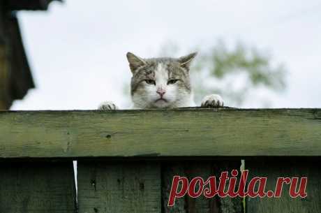 ВЫ КТО ТАКИЕ?  Я ВАС НЕ  ЗВАЛ....