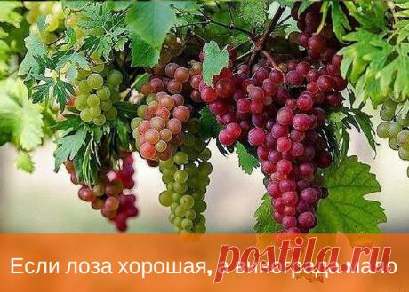 Если лоза хорошая, а винограда мало Неправильная обрезка Обрезать виноград нужно с умом. Главное — сохранить самые плодоносные глазки. Они формируются в самые жаркие месяцы — в июле и августе. Первые четыре глазка будут бесплодными, поэ…