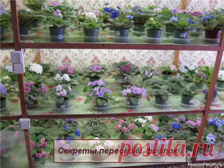 Цветочное настроение. Уход за растениями