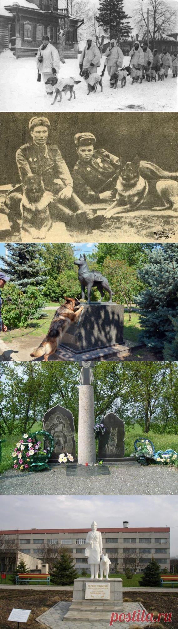 Собаки — участники Великой Отечественной / Назад в СССР / Back in USSR