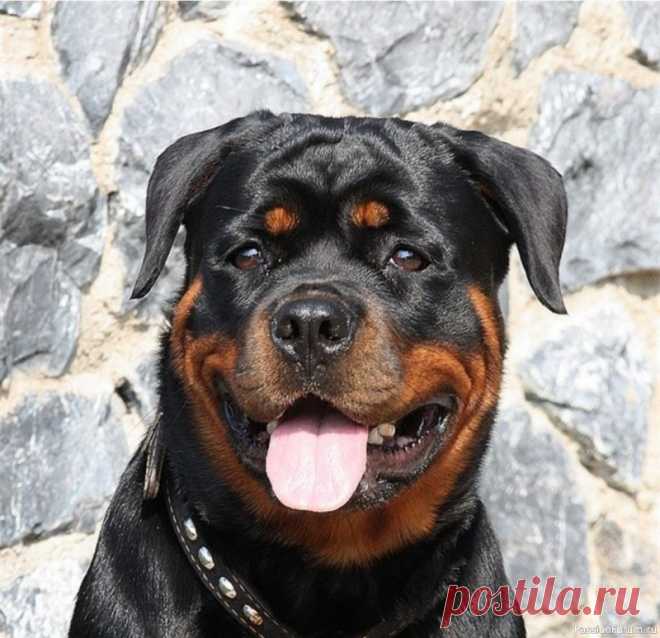 Породы - однолюбы: Собаки, которые никогда не признают нового хозяина. Некоторые породы собак отличаются добродушностью или послушностью по отношению к любым людям. Другие собаки признают лишь одного хозяина и расставание с ним станет невосполнимой утратой для таких пород. В этой статье мы хотели бы перечислить те породы собак, для которых смена хозяина...
