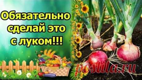 СДЕЛАЙ ЭТО С ЛУКОМ ДЛЯ БОЛЬШОГО УРОЖАЯ! УХОД В НАЧАЛЕ РОСТА, ПОДКОРМКИ, ЗАЩИТА!