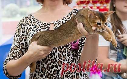 Кошечка дикого окраса в разведение