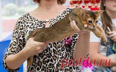 Кошечка дикого окраса в разведение
