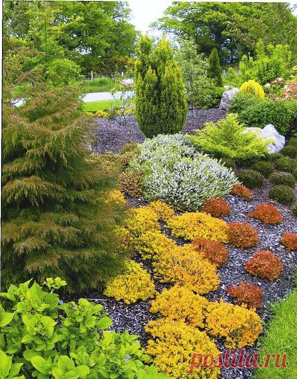 | Вересковые сады. Фото. | Фотогалерея | Ландшафтный дизайн и декоративное садоводство.Декоративные растения и кустарники.Энциклопедия ландшафтного дизайна.Готовые проекты дизайна сада.