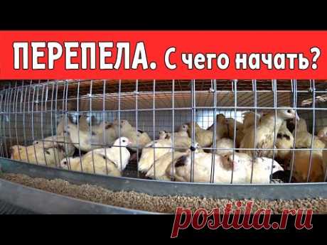 ПЕРЕПЕЛА \ С чего начать?