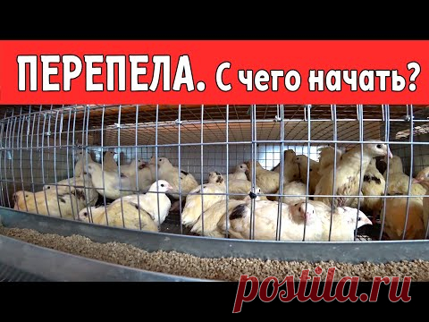 ПЕРЕПЕЛА \ С чего начать?