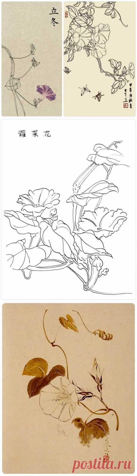 Цветок Вьюнка. Контурный рисунок