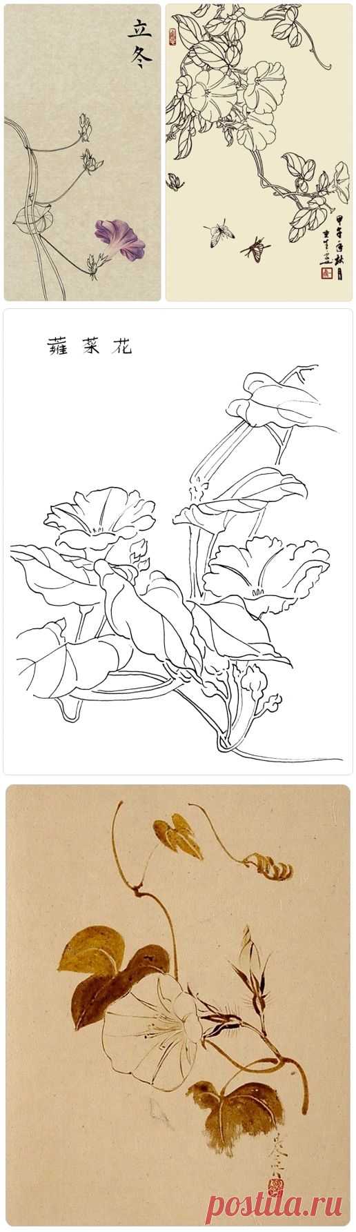 Цветок Вьюнка. Контурный рисунок