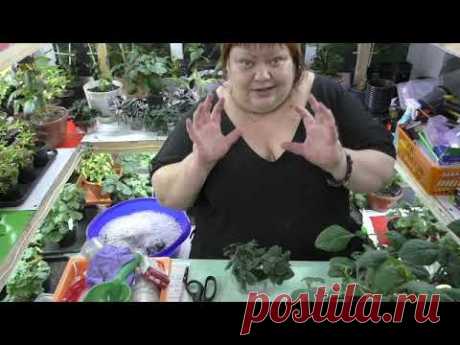 пректрантус колеусовидный, размножение