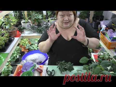 пректрантус колеусовидный, размножение