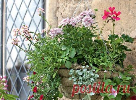 ОДНОЛЕТНИКИ В ПОДВЕСНЫХ КОРЗИНКАХ: | Самоцветик