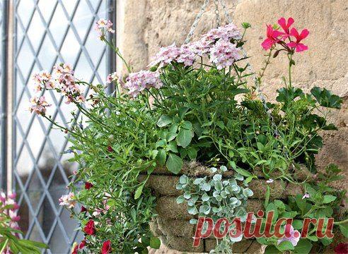 ОДНОЛЕТНИКИ В ПОДВЕСНЫХ КОРЗИНКАХ: | Самоцветик