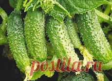 Простой и доступный Секрет выращивания большого урожая ОГУРЦОВ..