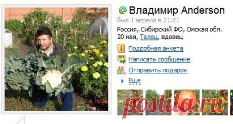 ТОМАТЫ ВЛАДИМИРА ANDERSON.