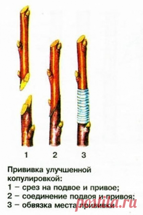(49) Одноклассники