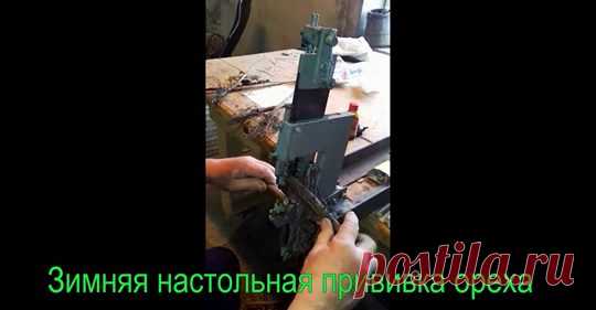 (20) ПИТОМНИК ПРИВИТЫХ САЖЕНЦЕВ ВИНОГРАДА 
