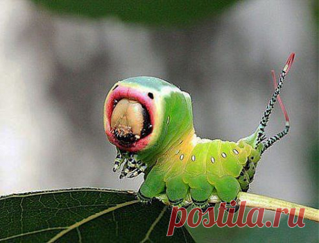 Гусеница Гарпии