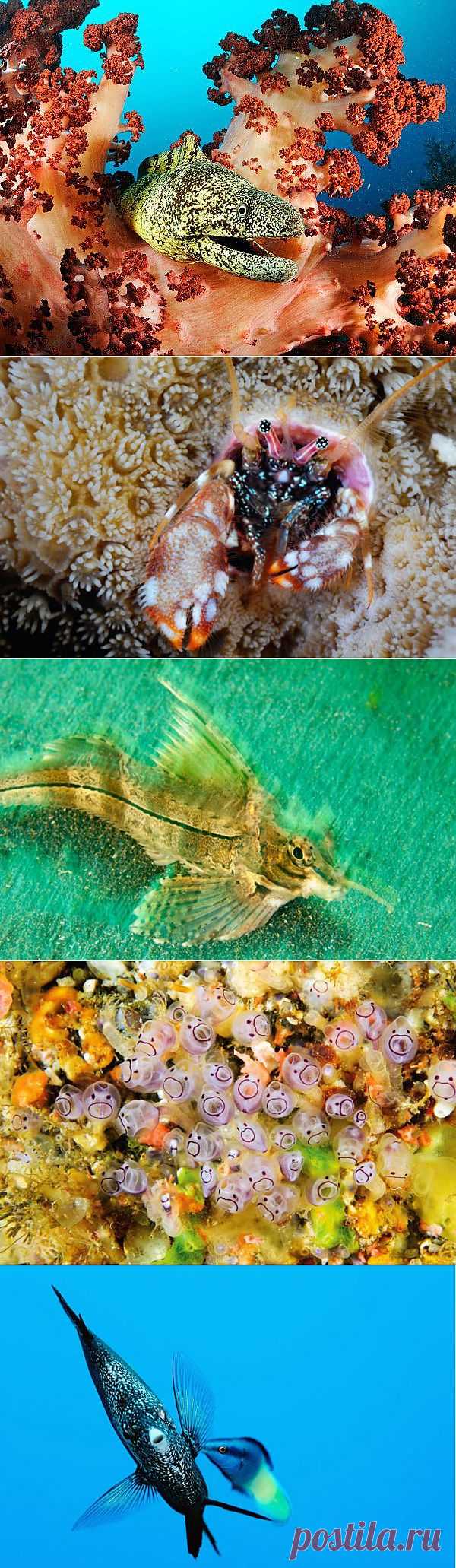 &raquo; Что на дне Японского моря? Это интересно!