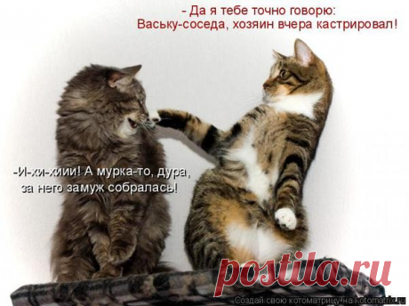 Уфф!!! Ну наконец-то! Котоматрицы великолепные, каждая с улыбкой и хорошим настроением!