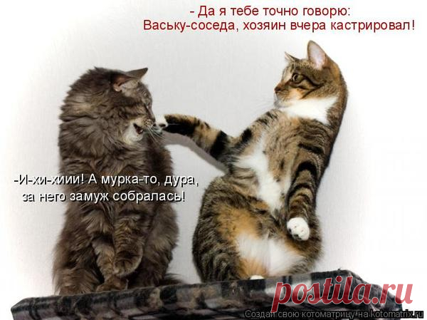 Уфф!!! Ну наконец-то! Котоматрицы великолепные, каждая с улыбкой и хорошим настроением!