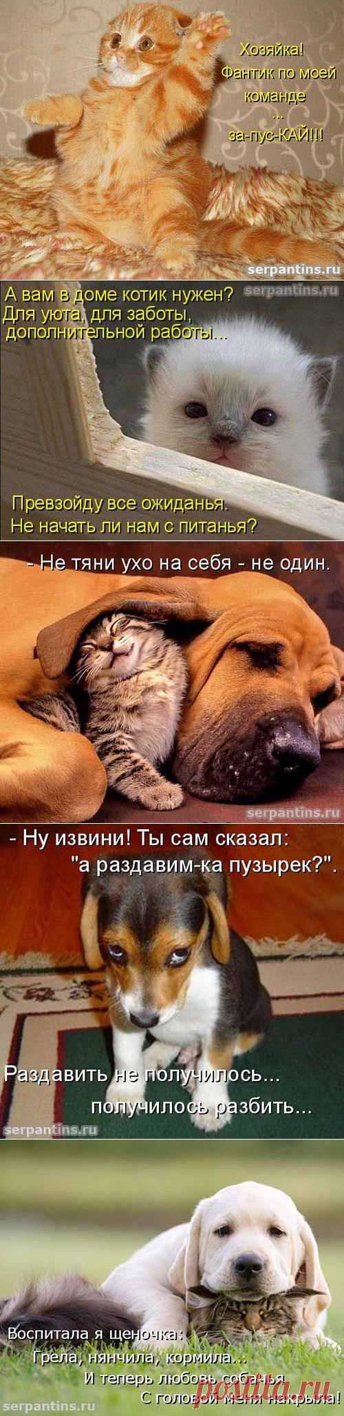Юмор про котят | Серпантин