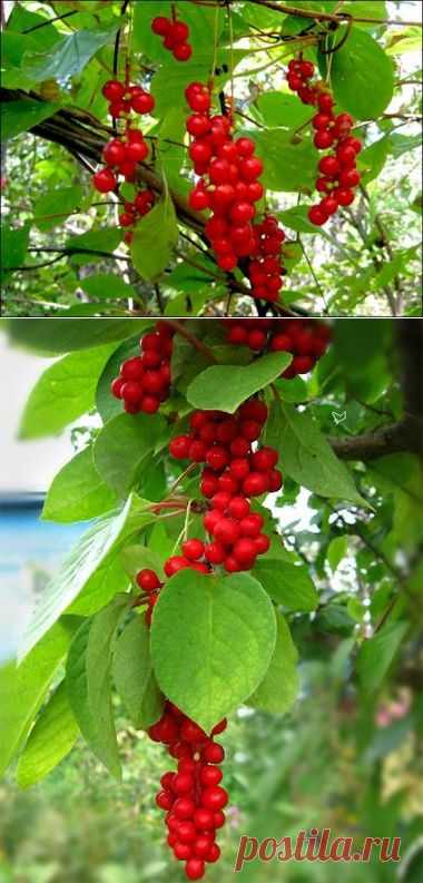 Лимонник китайский: выращивание из семян, стратификация и посев